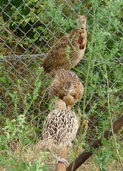 08-Bazantnice v Hrusicich.JPG